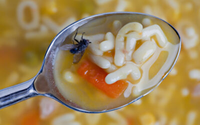 Sir, is that a fly in my soup? | SOMA